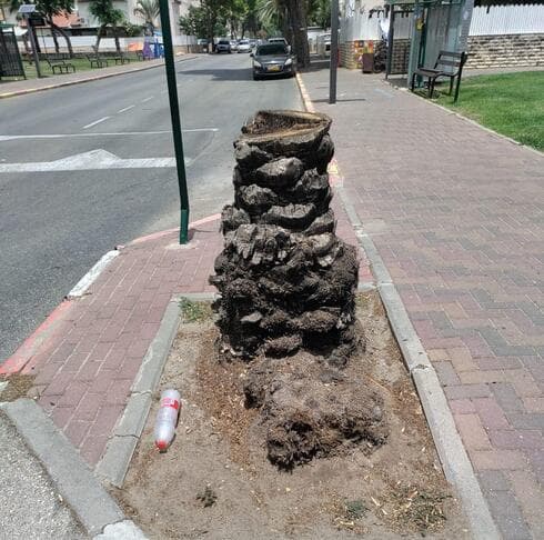 עצי דקל שנכרתו בקרית ביאליק