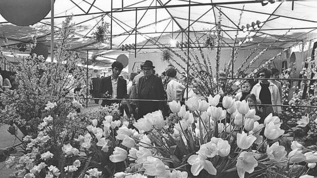 צבעוניים בתערוכת הפרח בחיפה בשנת 1970