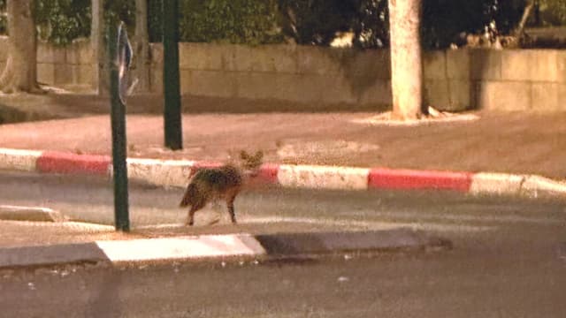 תן מסתובב ברחובות קרית ביאליק