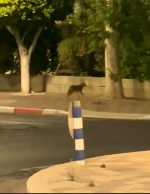 "מחפש אחר מזון". תן ברחובות קרית ביאליק 