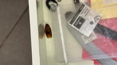 ג'וקים בגן הילדים בשכונת אגמים