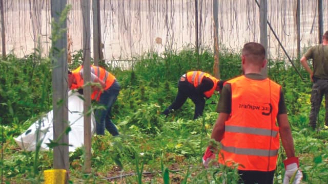 שוטרים בחוות הסמים ליד שכונת התמרים בעכו