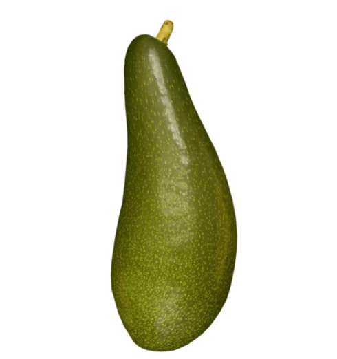 אבוקדו מסוג גליל (צילום: מועצת הצמחים) אבוקדו מסוג גליל