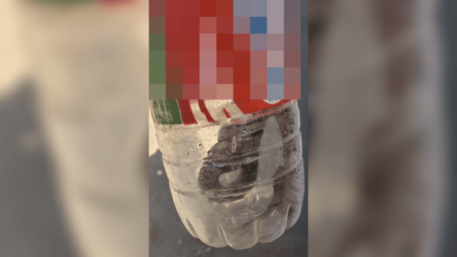 הנחש שהכיש את תושב פרדס חנה הנחש שהכיש את תושב פרדס חנה