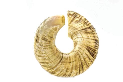 מייצרים לפי מגוון מסורות ודגמים (צילום: 'שופרות ירושלים') מייצרים לפי מגוון מסורות ודגמים