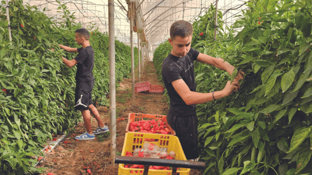 בני נוער מתנדבים בשדות. התלמידים נרתמו