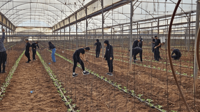 תלמידי תיכון "עתיד דאר אל חכמה" מתנדבים בשדות