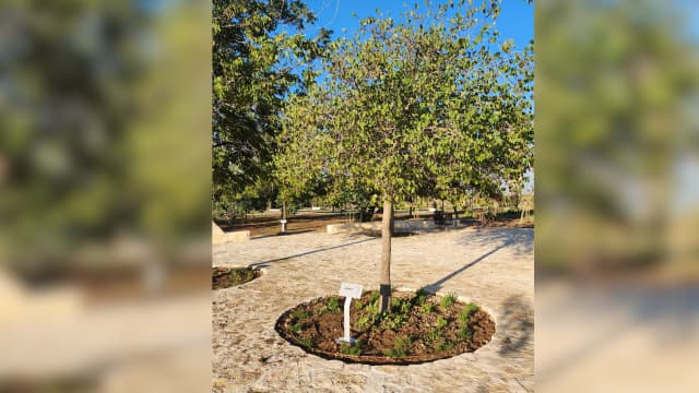 יער השירים פתח תקוה