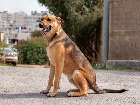 אפולו. בן שנתיים וחצי. נזרק מרכב ליד תחנת סמוך לירושלים. מדהים עם אנשים