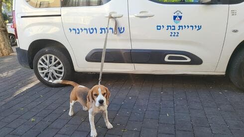 הכלבה בילי