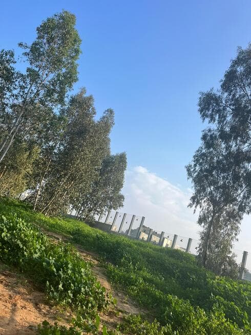 יער אוסישקין