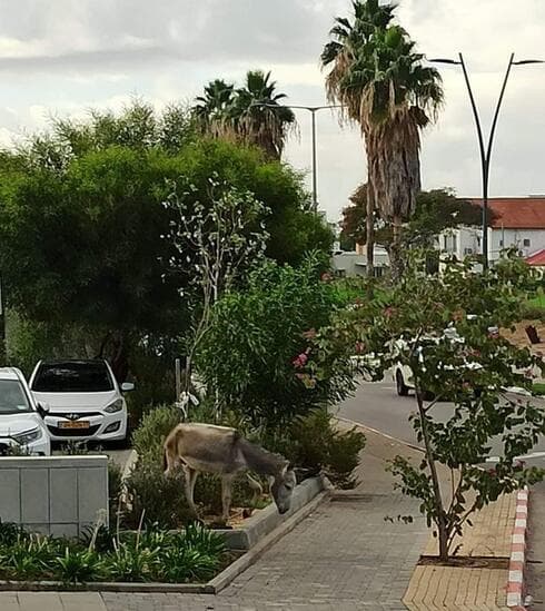 חמור משוטט בראש העין