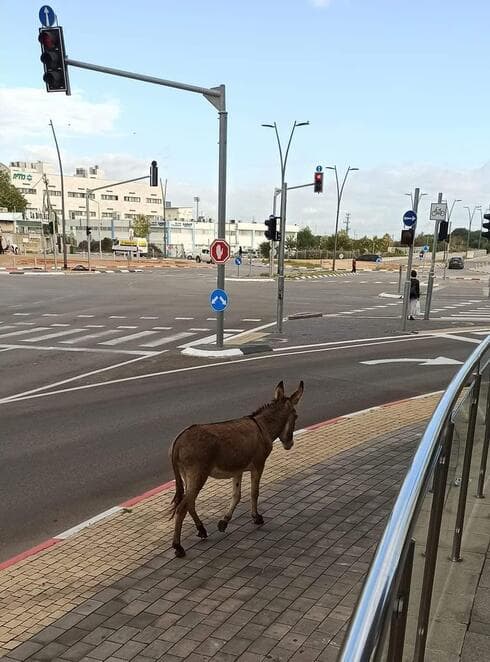 חמור משוטט בראש העין
