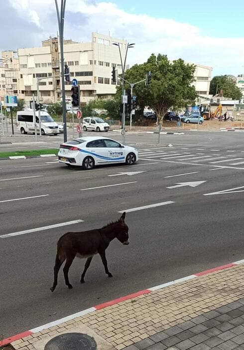 חמור משוטט בראש העין
