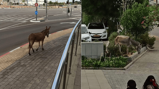 חמור משוטט בראש העין
