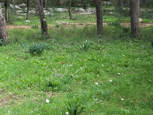 שביל פרחי הבר יער ראש העין (צילום: ניצן ינקו) שביל פרחי הבר יער ראש העין
