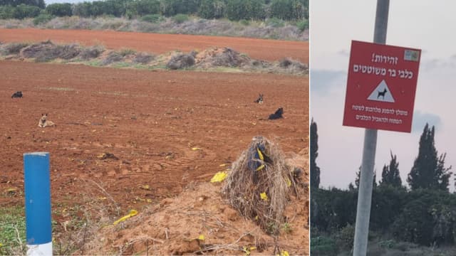 כלבים משוטטים ברחבי כפר יונה