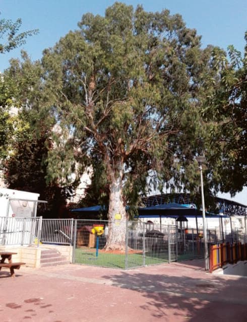 העץ בימים הטובים