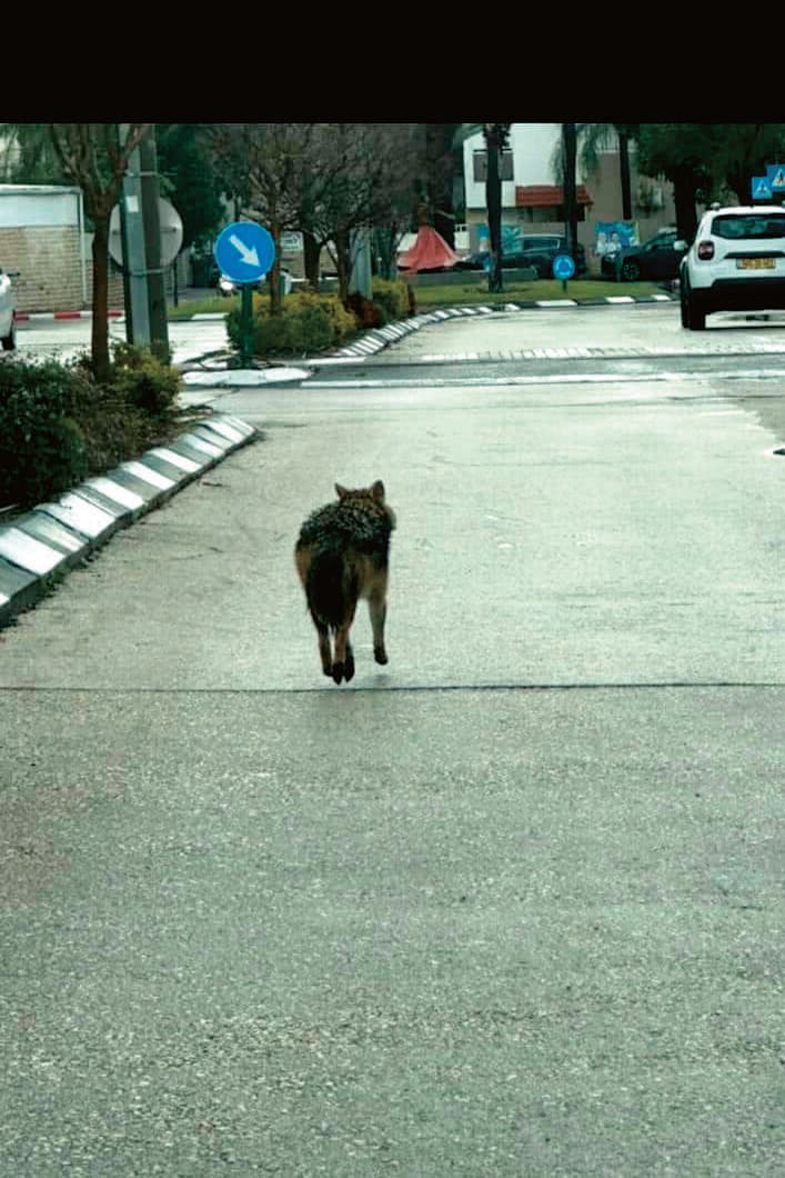 יוצאים לחפש מזון בחשיכה. תנים בקרית ביאליק, השבוע 