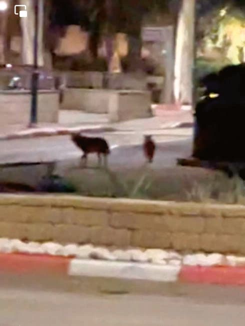 יוצאים לחפש מזון בחשיכה. תנים בקרית ביאליק, השבוע 