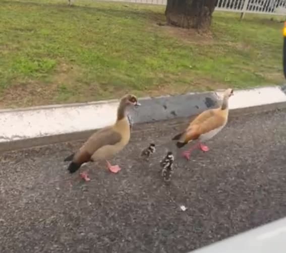 הברווזים על הכביש