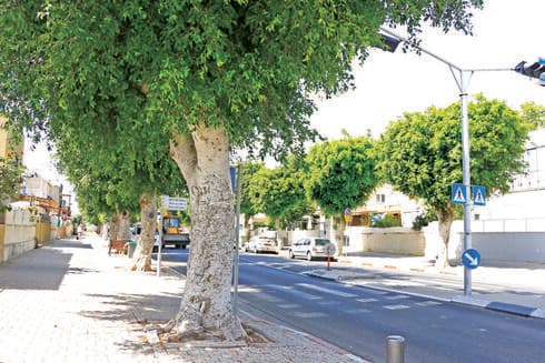 עצי פיקוס בסביבה עירונית