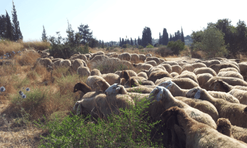 עדר הכבשים