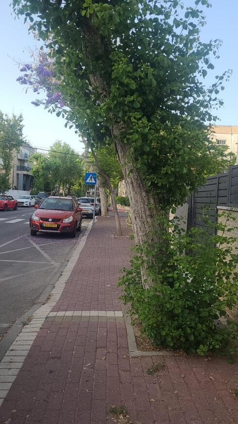 עצי פיקוס בקרית ביאליק