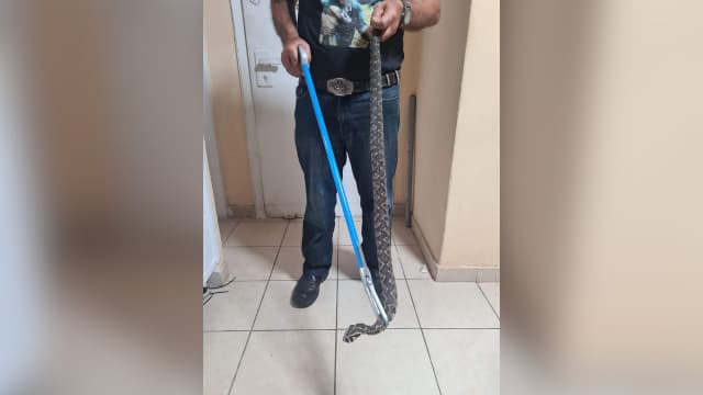 גדעון דעבול עם הנחש