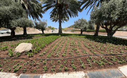 שתילת פרחים במודיעין