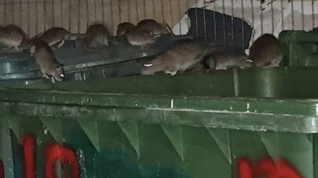חולדות בפחי האשפה במרכז בת ים השבוע