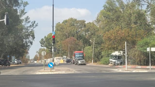 עצים חורשת דדו פתח תקוה