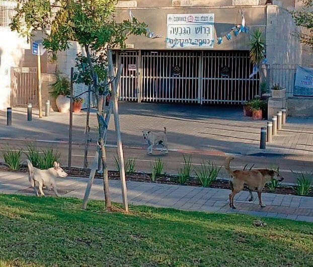 כלבים משוטטים בשכונה