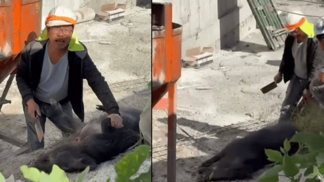 שוחטים את החזיר באתר הבנייה (צלם לא ידוע פרסום לפי סעיף 27א לחוק זכויות יוצרים) שוחטים את החזיר באתר הבנייה