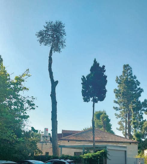 'כוסח' ומת. עץ האורן העתיק בבית הכרם