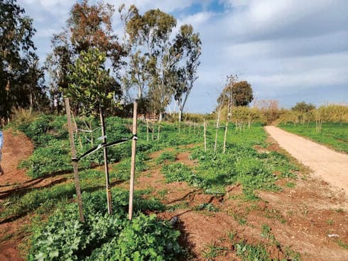 מסלול הליכה בין נופים ירוקים