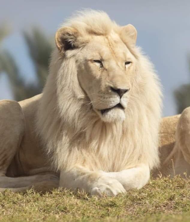 מרקוס האריה הלבן במדבריום