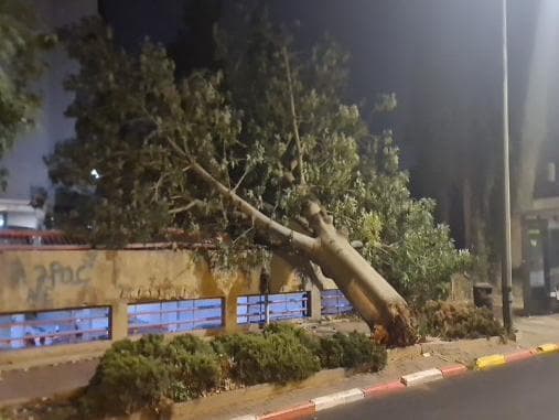 עץ שקרס ברחובות בפתאומיות 