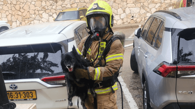 הכלב ניצל, הדירה נשרפה הכלב ניצל, הדירה נשרפה