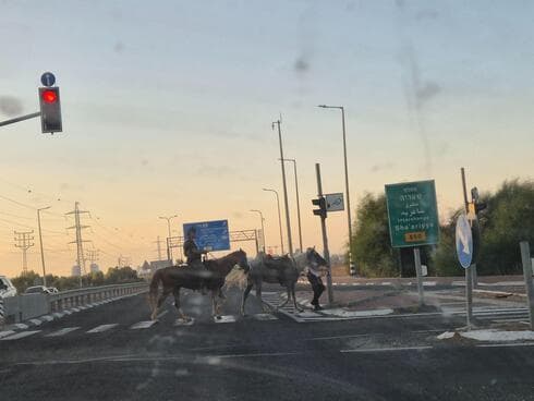 סוסים במחלף שעריה