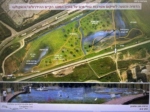 אגמון טבעי בפתח תקוה 