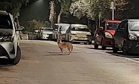 התן שנצפה ברחביה