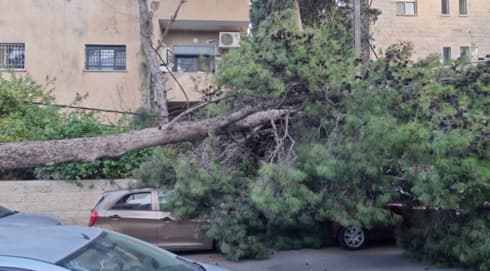 העץ שקרס בשכונת תלפיות
