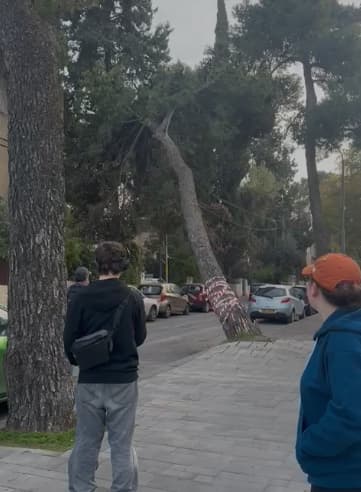 העץ שקרס בשכונת תלפיות