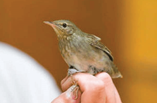 חרגולן נחלים (צילום: יותם גבאי) חרגולן נחלים