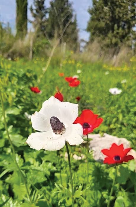 שביל האורנים בכוכב יאיר