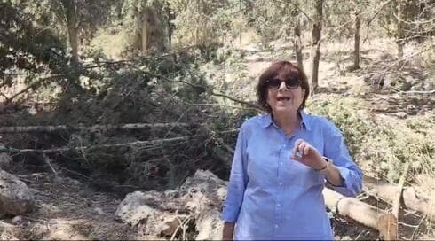 שרי סלע על רקע העצים הכרותים ביער ראש העין