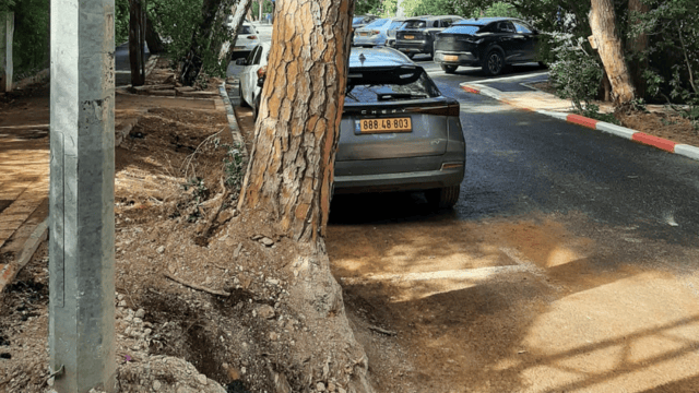 שורשים באוויר. העבודות בשדרות הצבי חיפה 19.2.25 (צלם לא ידוע פרסום לפי סעיף 27א) העבודות בשדרות הצבי חיפה 19.2.25