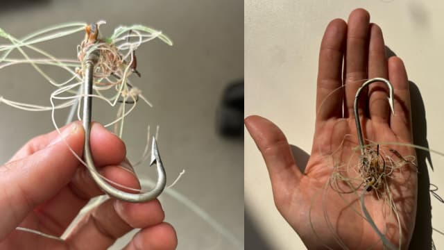 הקרסים שהוצאו מפיה של הכרישה