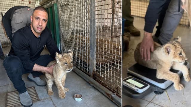 גורי האריות שהגיעו לחי פארק 